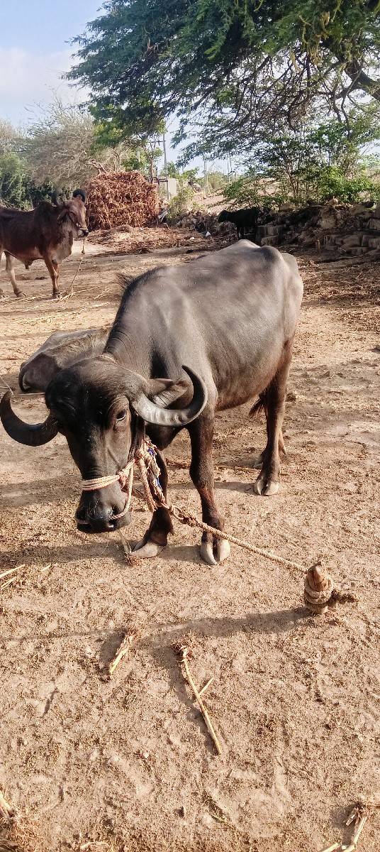 ખડેલી વહેંચવાની છે