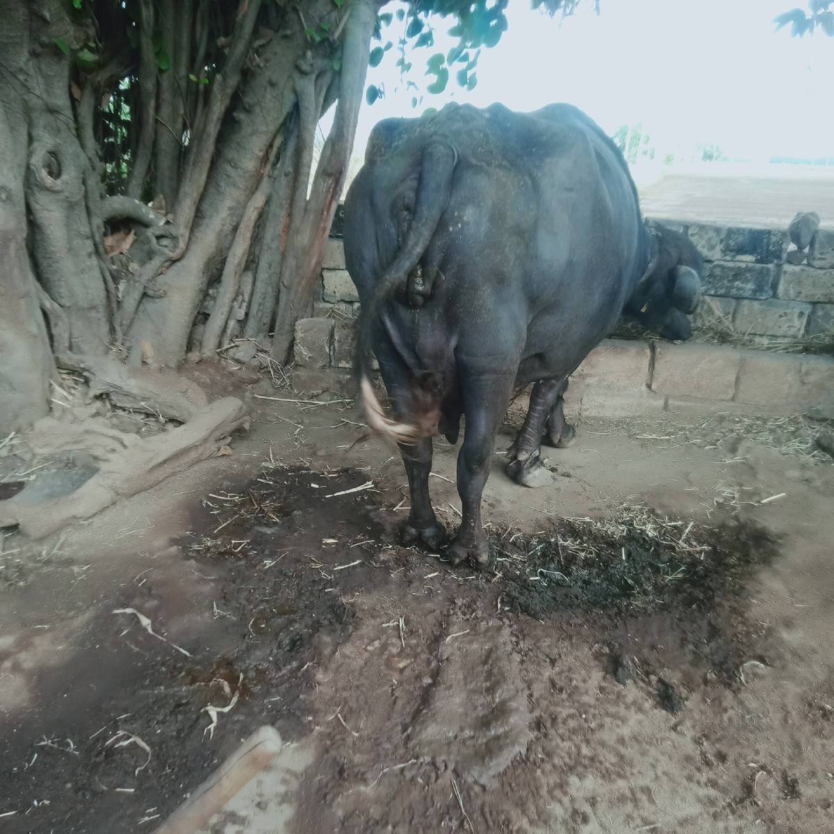 ભેંસ વેચવાની છે