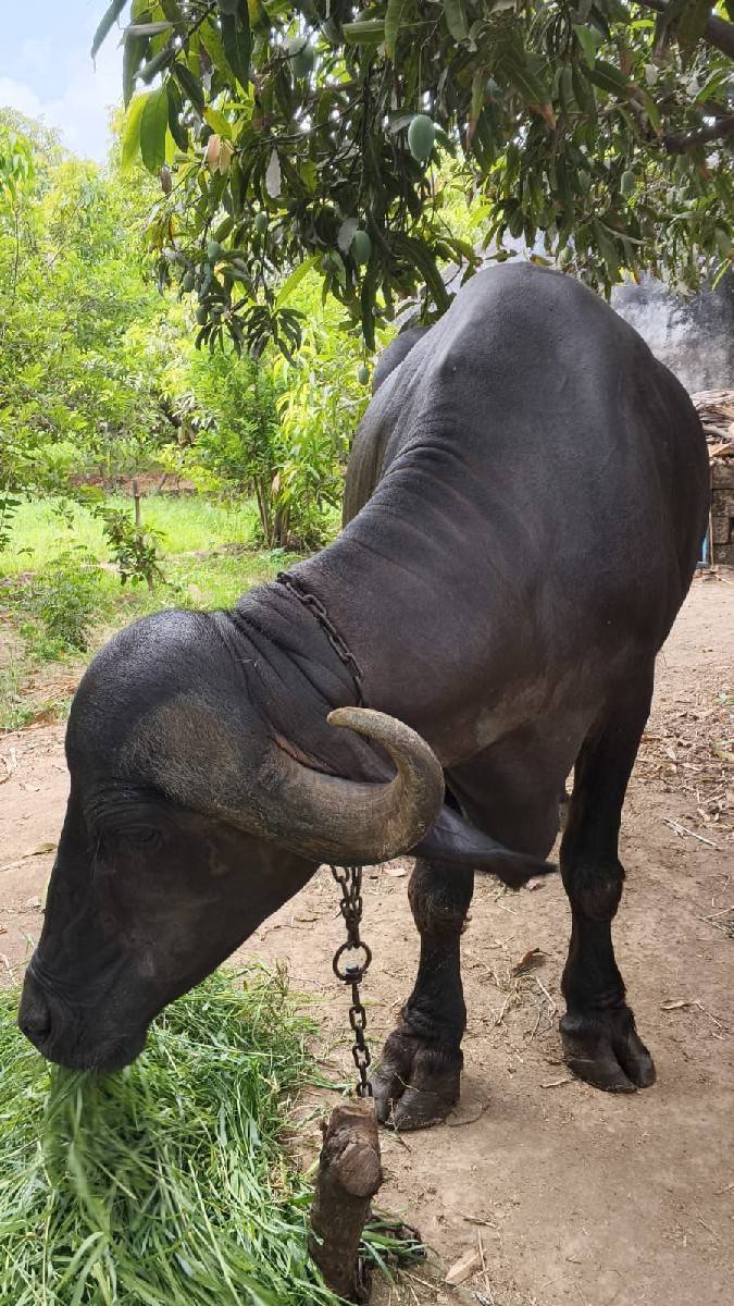 આ પેલવતરી ખડેલી વેચવાની છે.