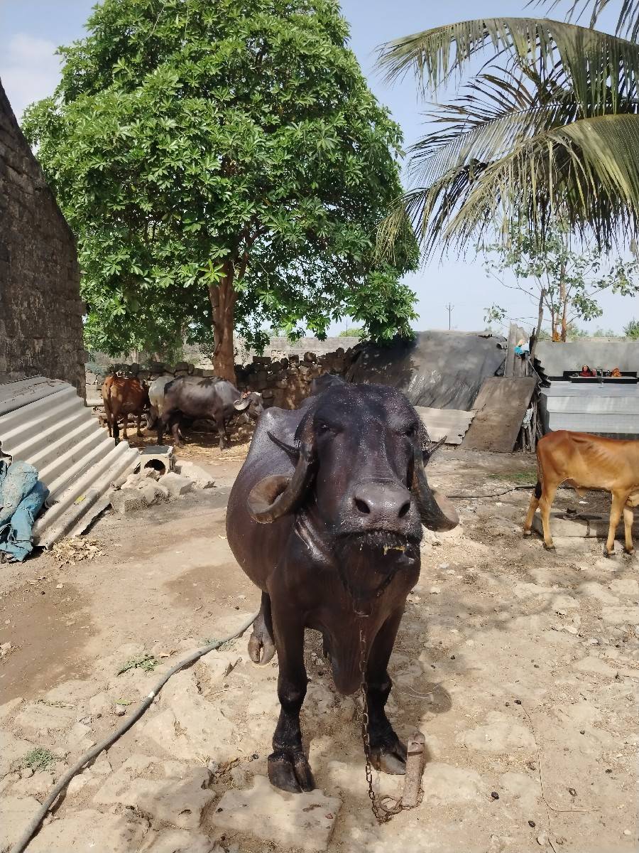 ભેંસ વેચવા ની છે.