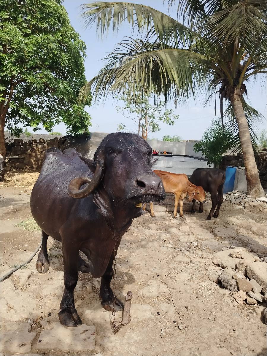 ભેંસ વેચવા ની છે.