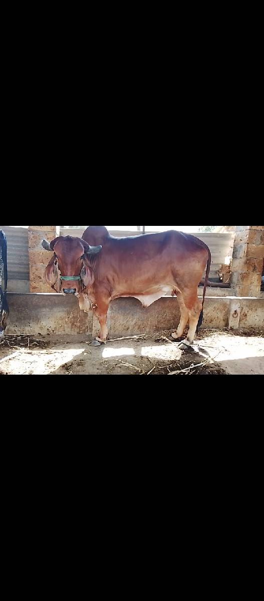 હોડકી ને ખડાય