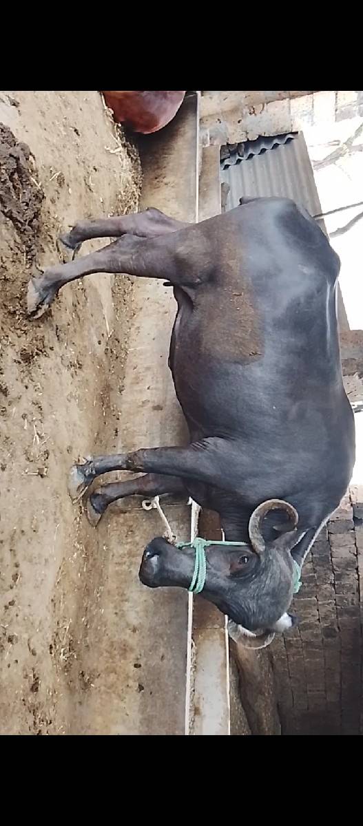 હોડકી ને ખડાય