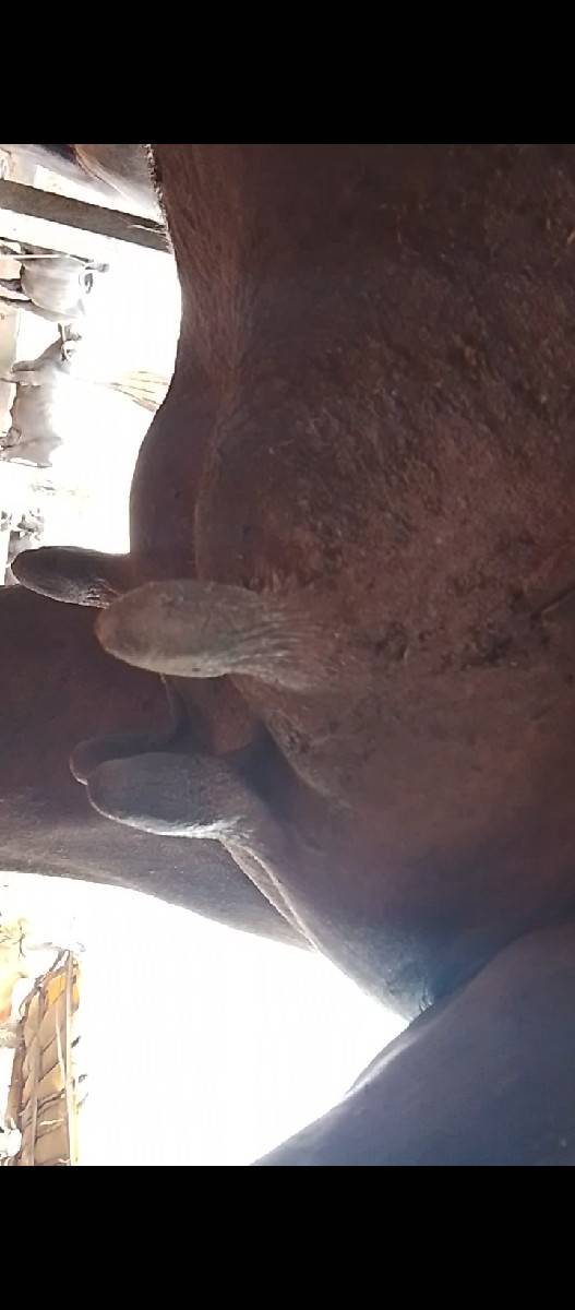 હોડકી ને ખડાય