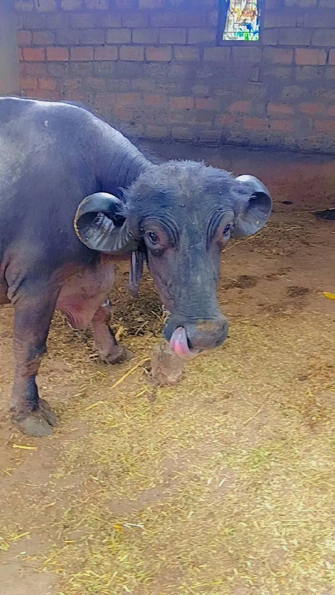 ભેંસ વેચવાની છે