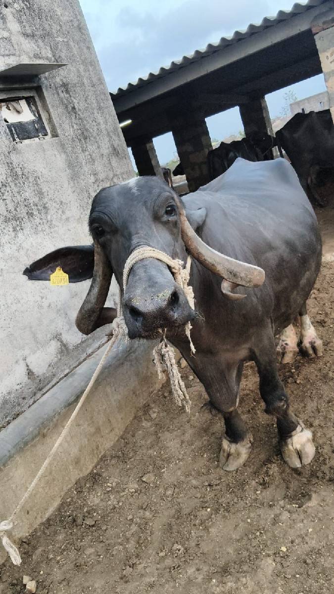 3 વેતર સે 4 4 લીટર દૂધ સે