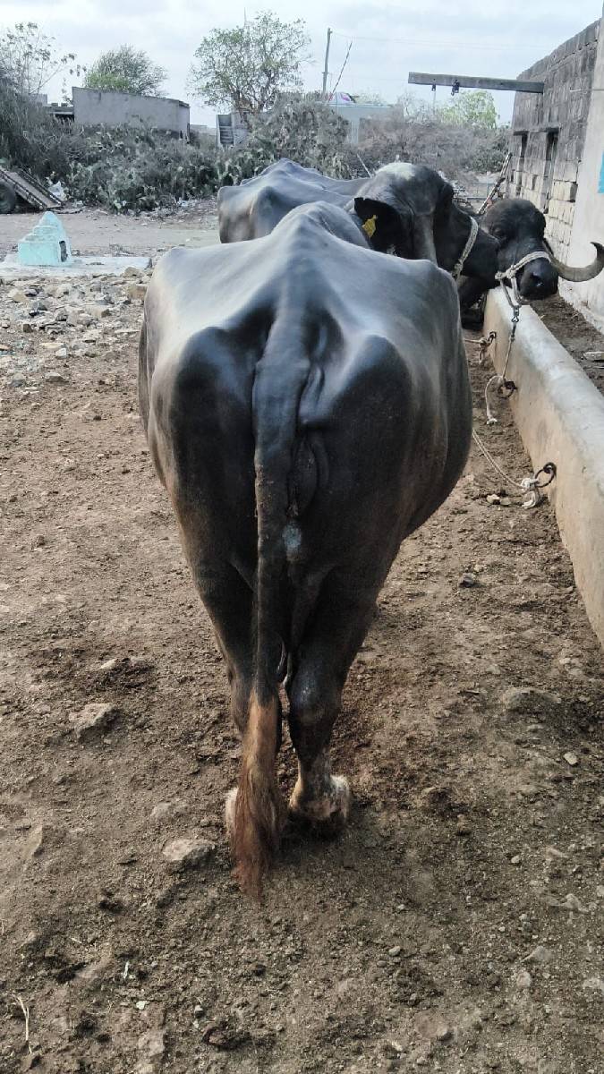 3 વેતર સે 4 4 લીટર દૂધ સે