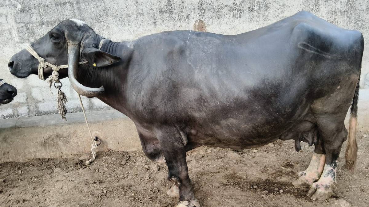 3 વેતર સે 4 4 લીટર દૂધ સે