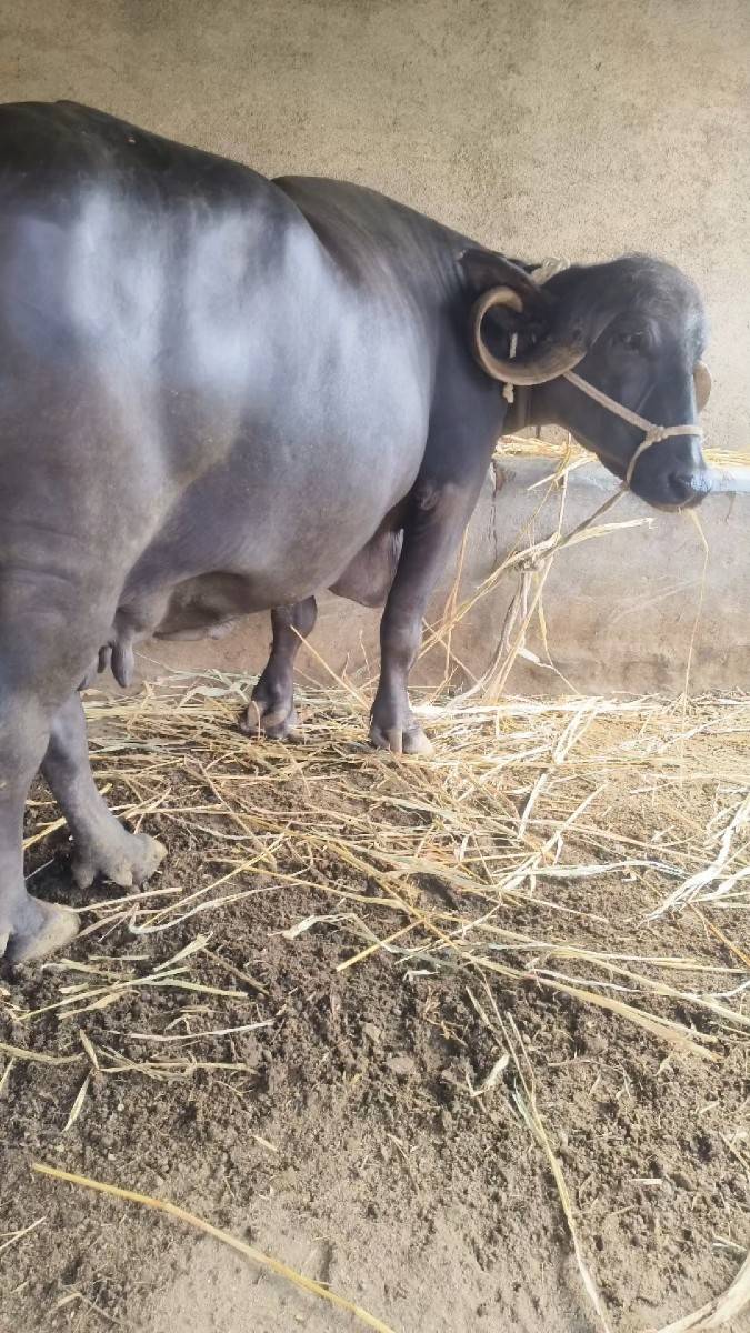બીજું વેતર