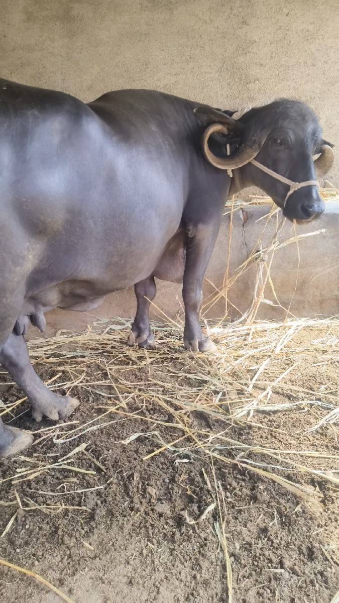 બીજું વેતર