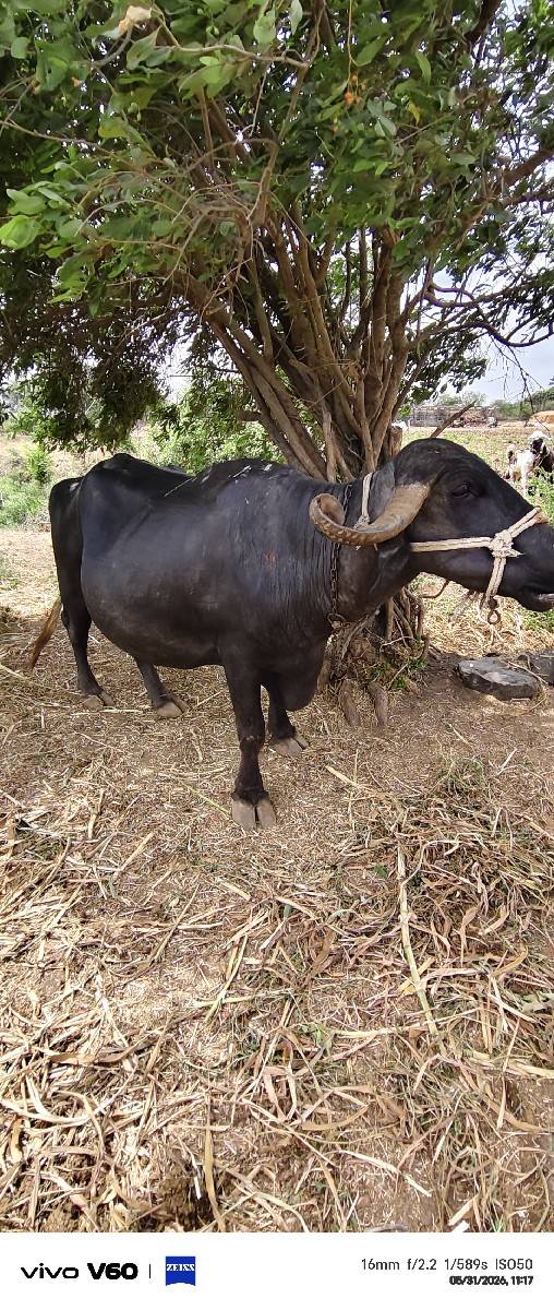 7.    8.  દૂધ છે
