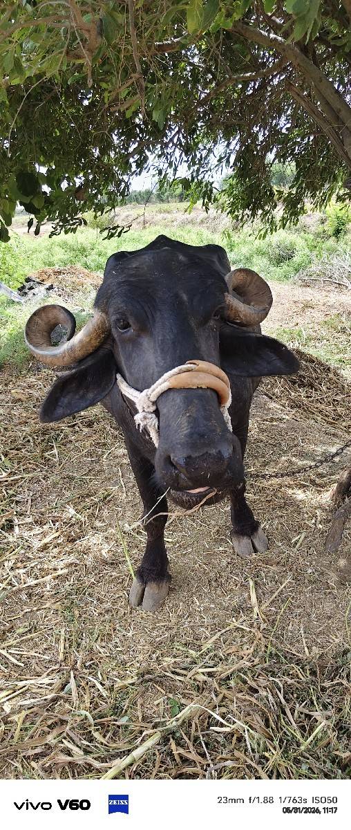 7.    8.  દૂધ છે