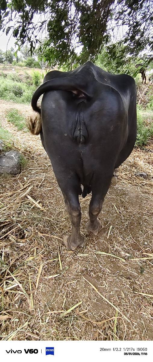7.    8.  દૂધ છે