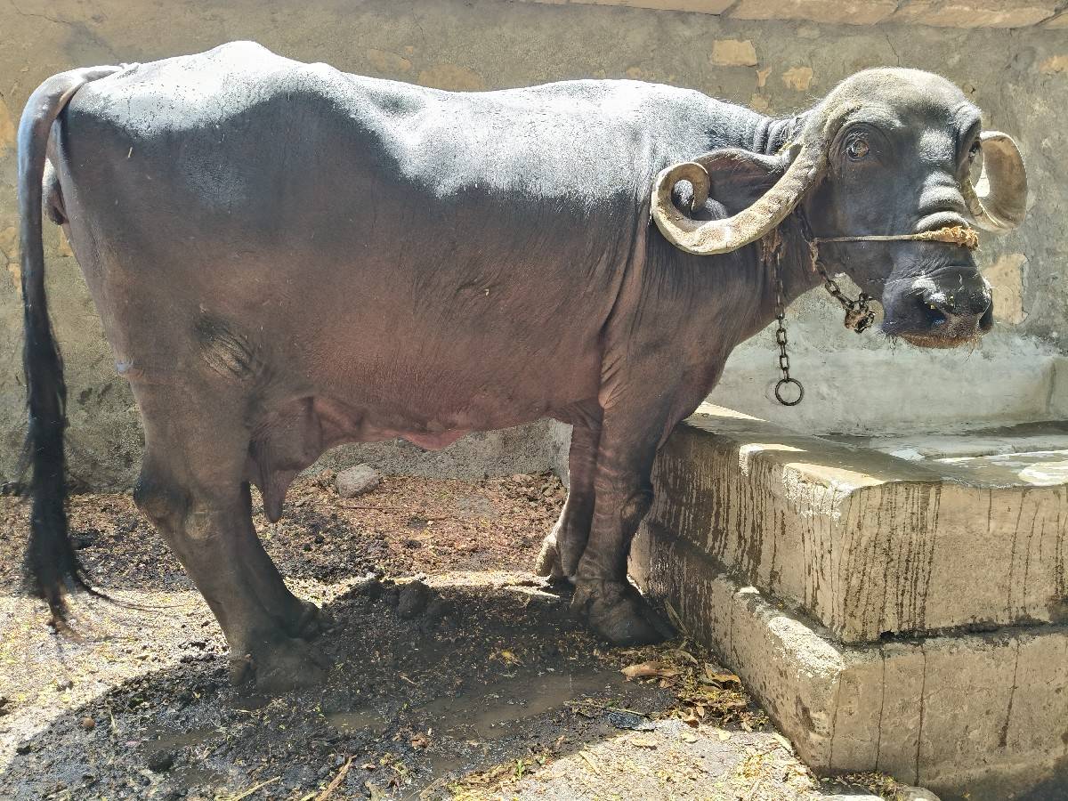 ભેંસ