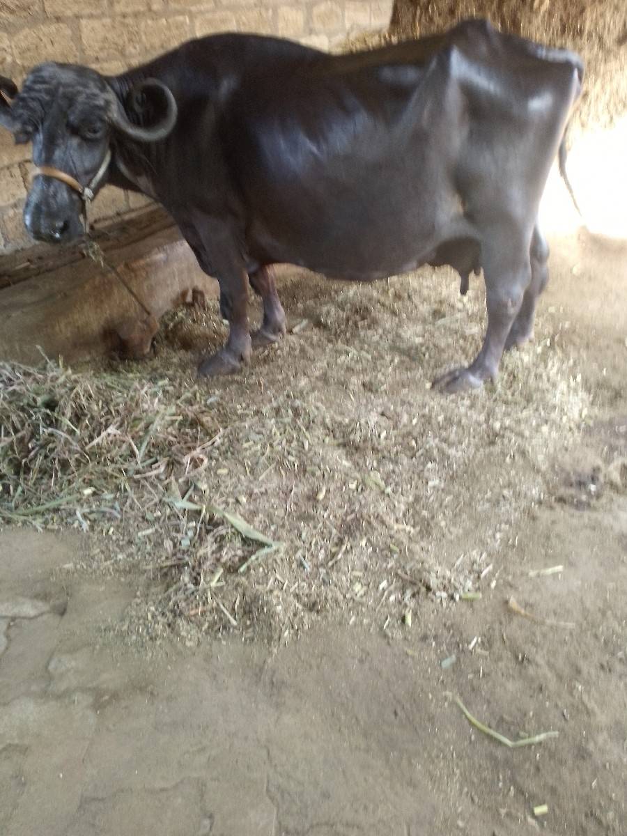 ભેંસ વેચવાની છે