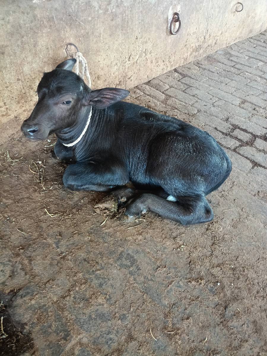 ૧૫ દીવસ ની વીયાયે લી છે
