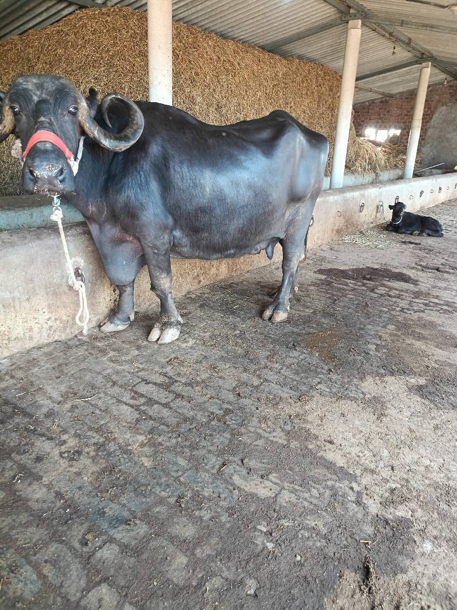 ૧૫ દીવસ ની વીયાયે લી છે