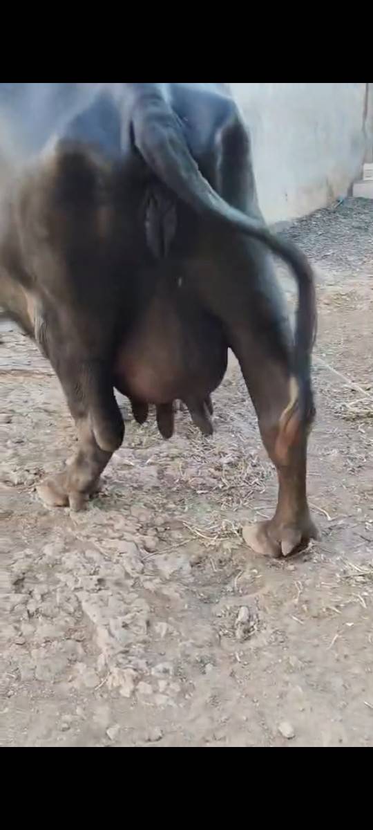 ૧૫ દીવસ ની વીયાયે લી છે