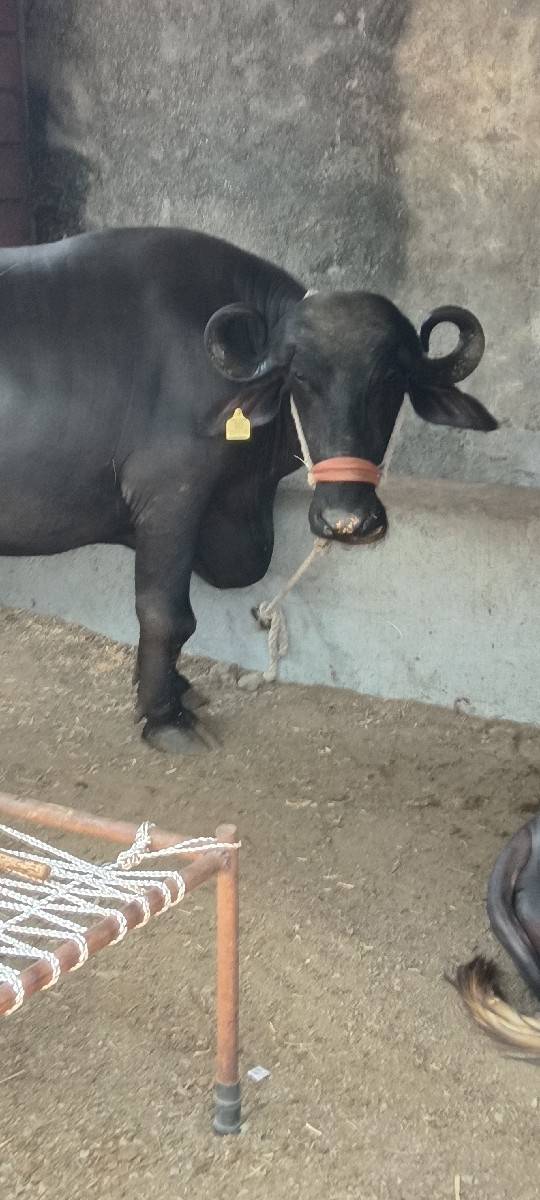 ભેંસ