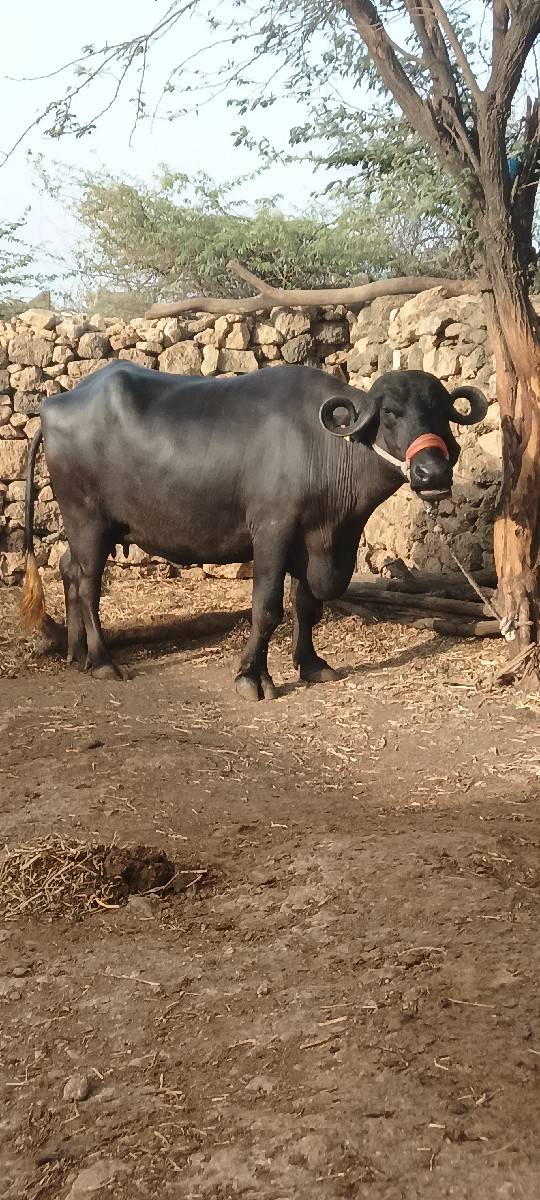 ભેંસ