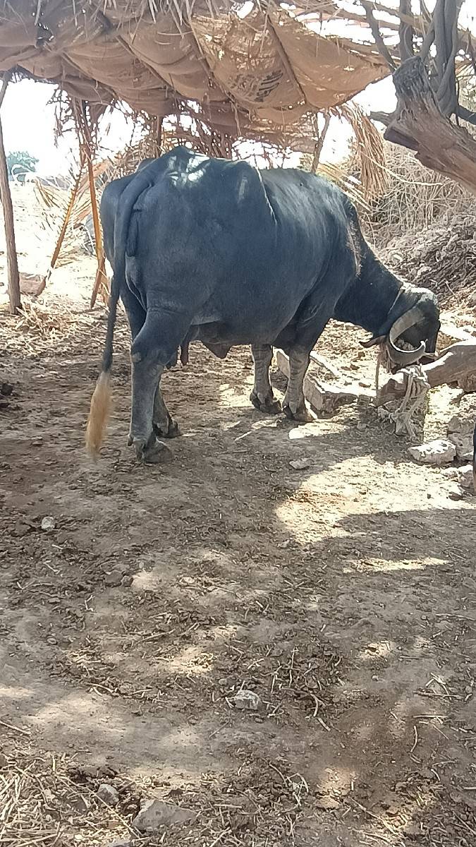 ભેંસ વેચવાની છે