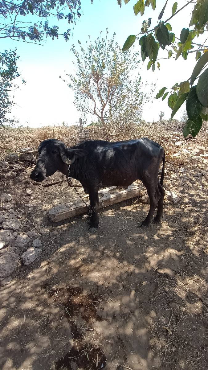 ભેંસ વેચવાની છે