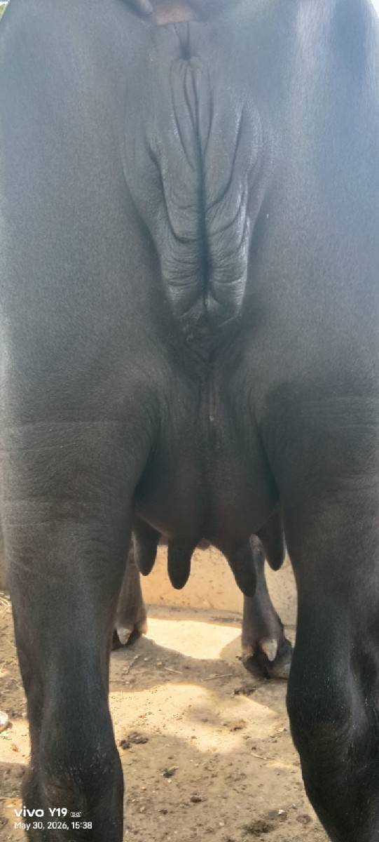 વેચવાની છે