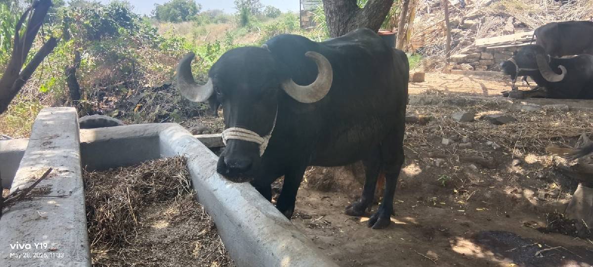 વેચવાની છે