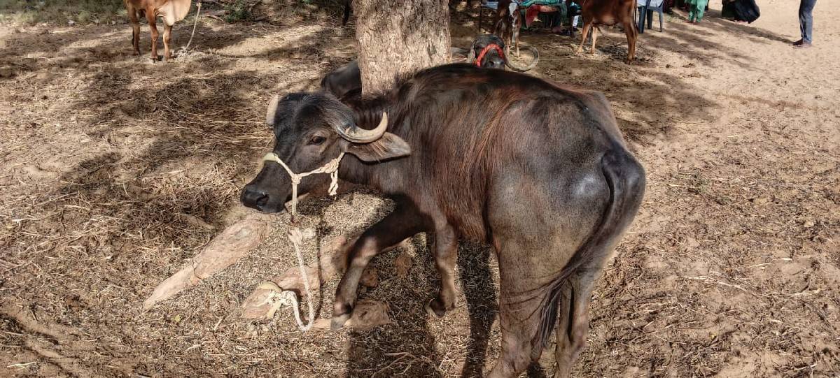 ખડેલી વેચવાની છે