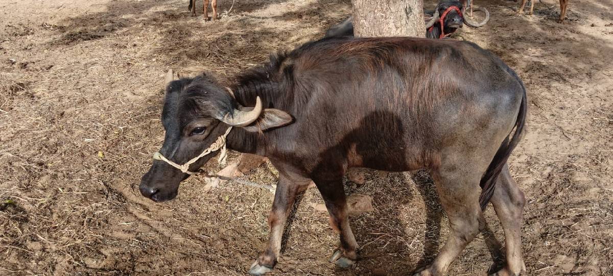 ખડેલી વેચવાની છે