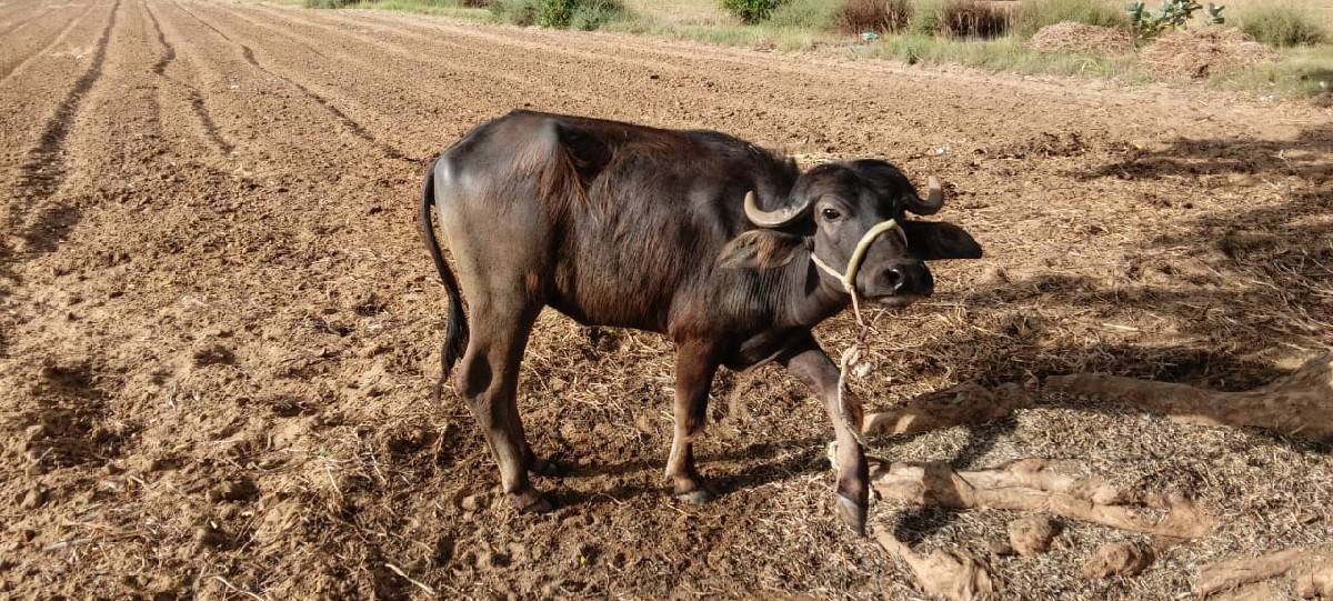 ખડેલી વેચવાની છે