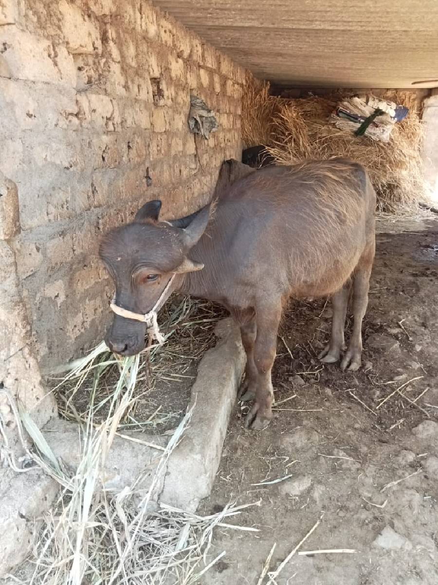 બે વર્ષ નો પાડો અને ભેંશ