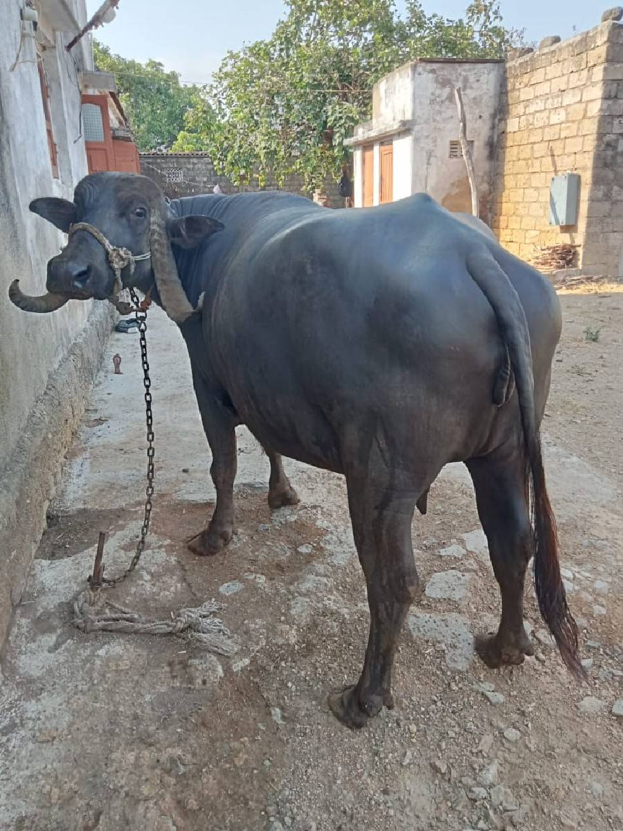 બે વર્ષ નો પાડો અને ભેંશ