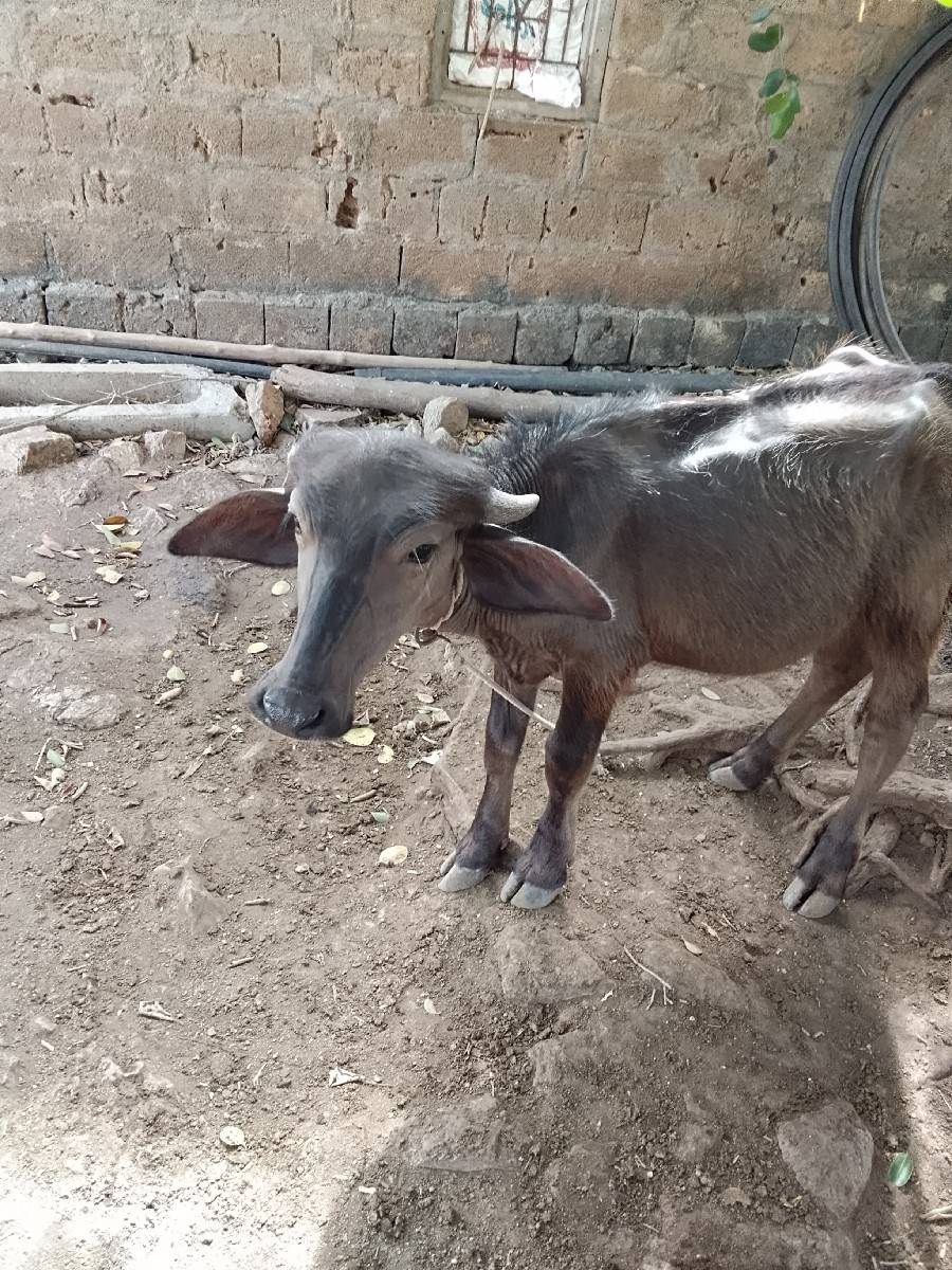 પાડી વેસવાની સે