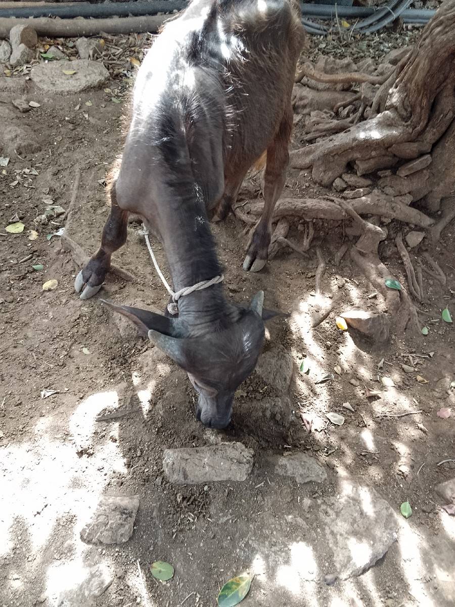 પાડી વેસવાની સે