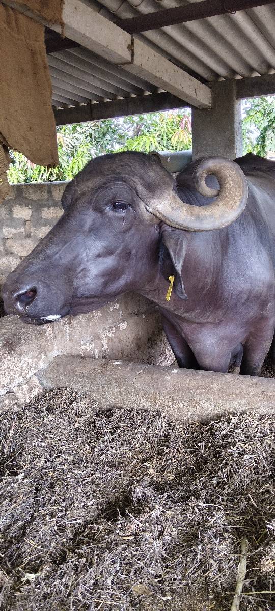 ભેંસ વેચવાની છે