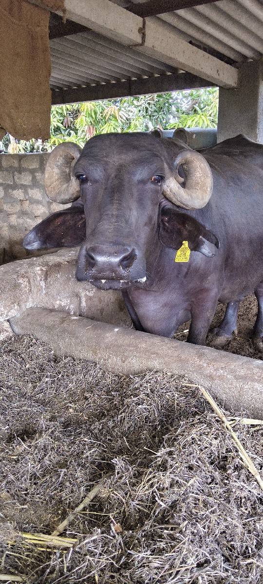 ભેંસ વેચવાની છે