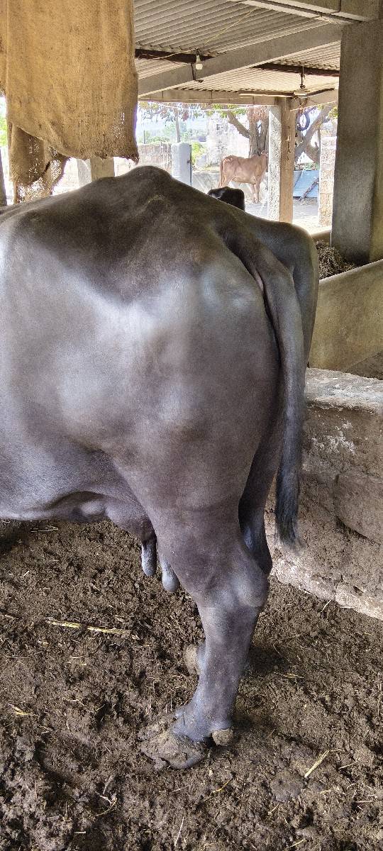ભેંસ વેચવાની છે