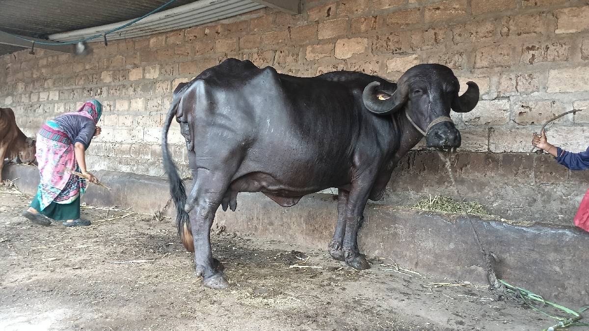 ભેંસ વેચવાની  છે