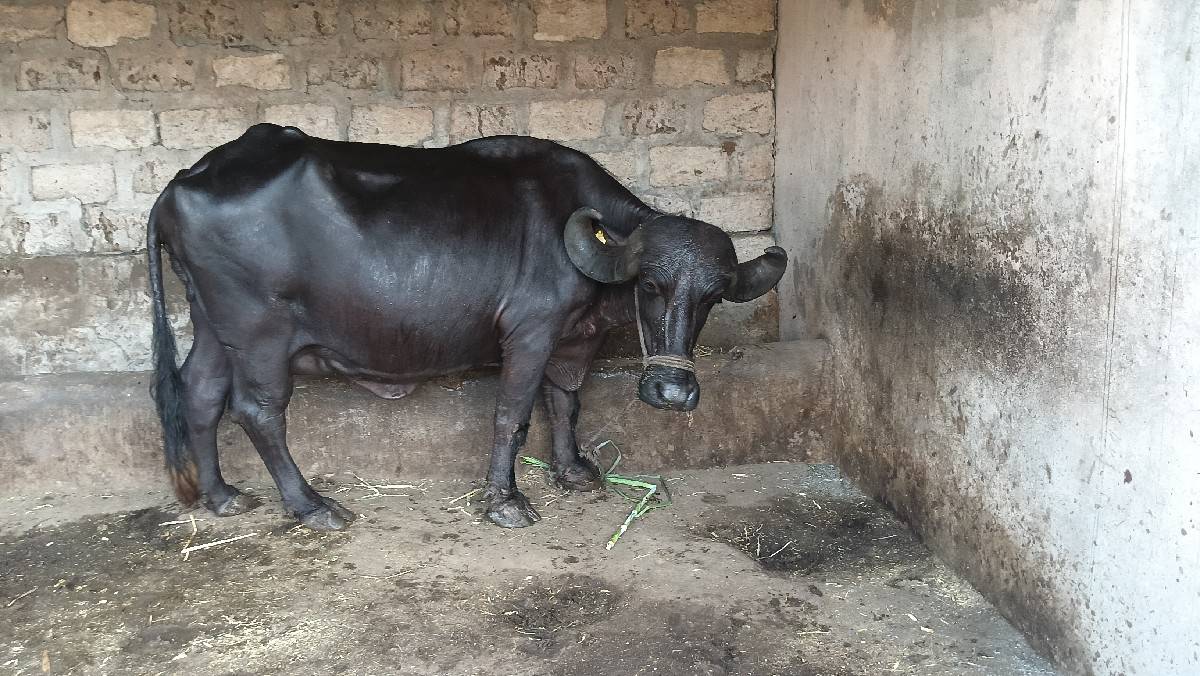 ભેંસ વેચવાની  છે