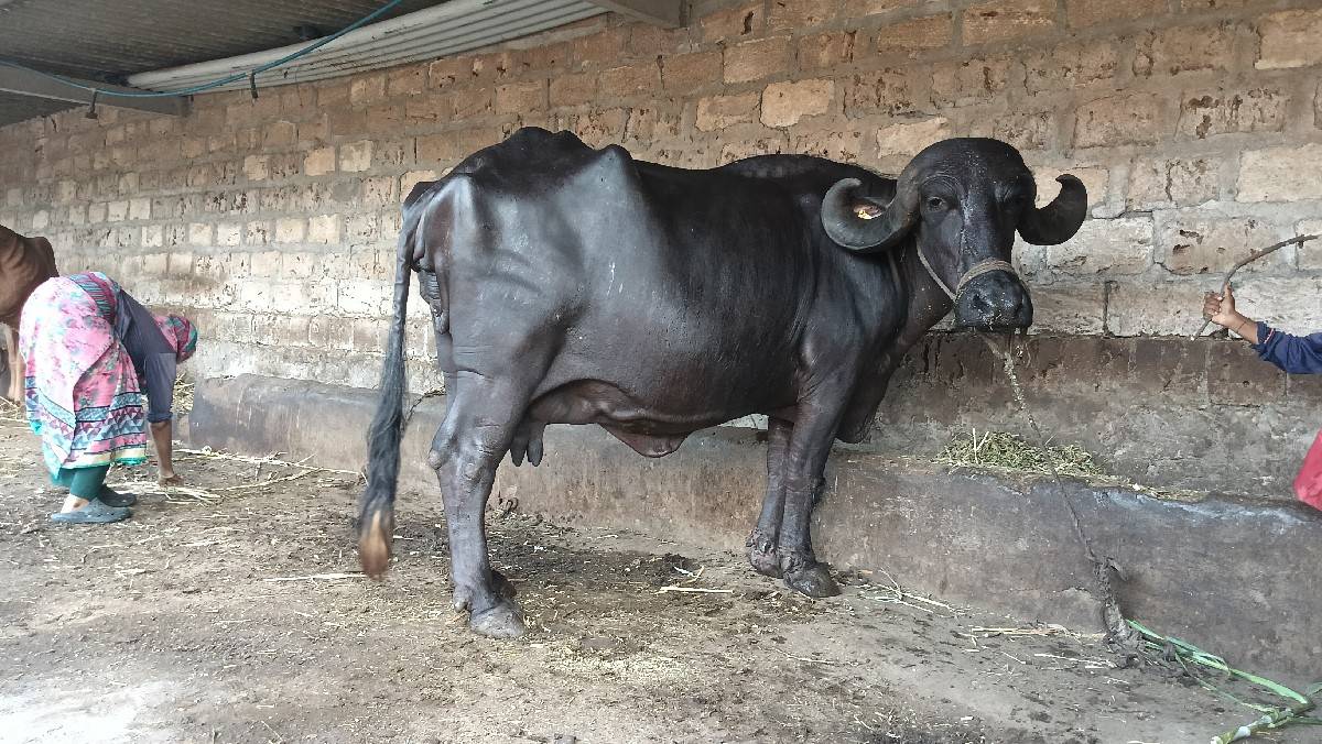 ભેંસ વેચવાની  છે