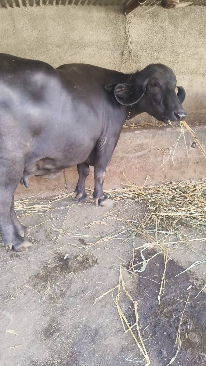 ભેંસ વેચવાની છે