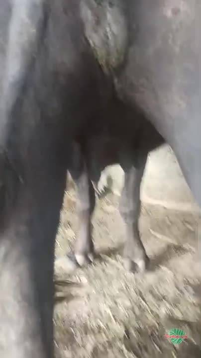 ખડેલી વેચવાની છે