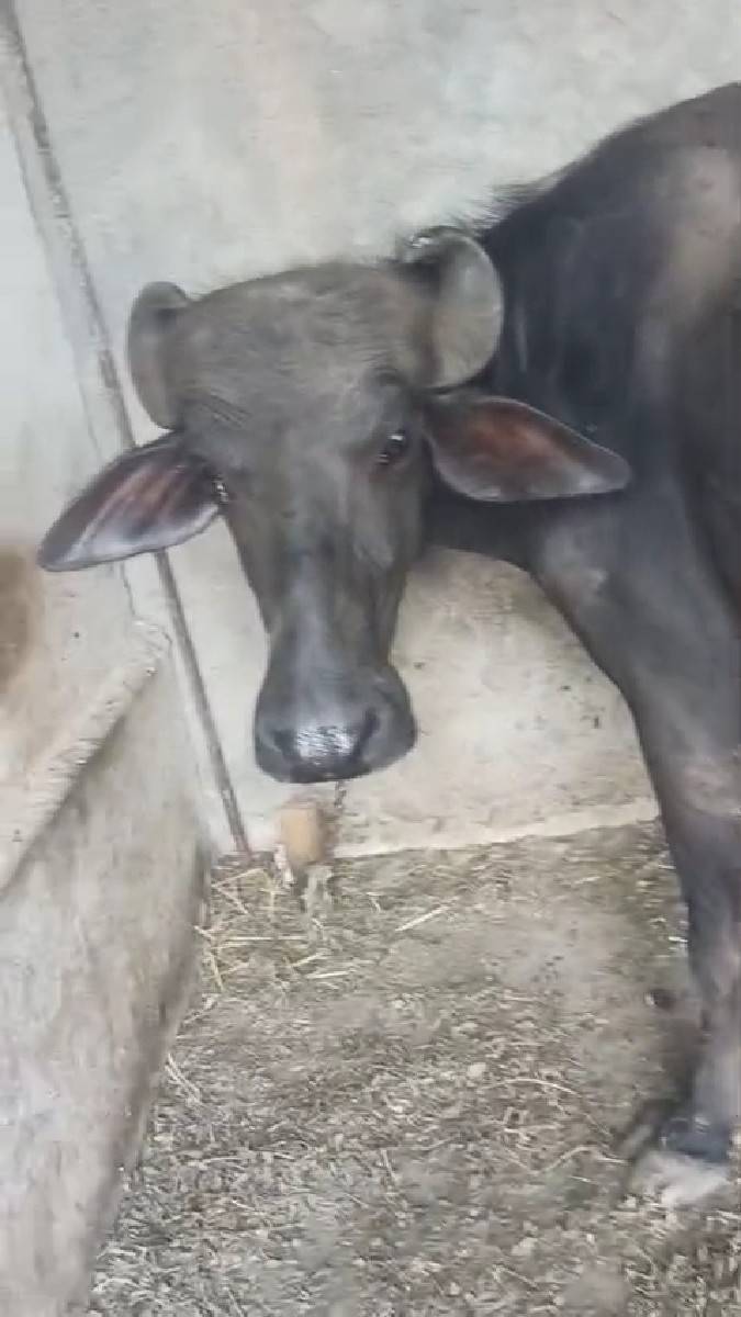 ખડેલી વેચવાની છે