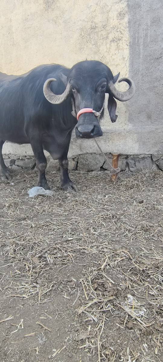 ભેંસ વેચવાની છે