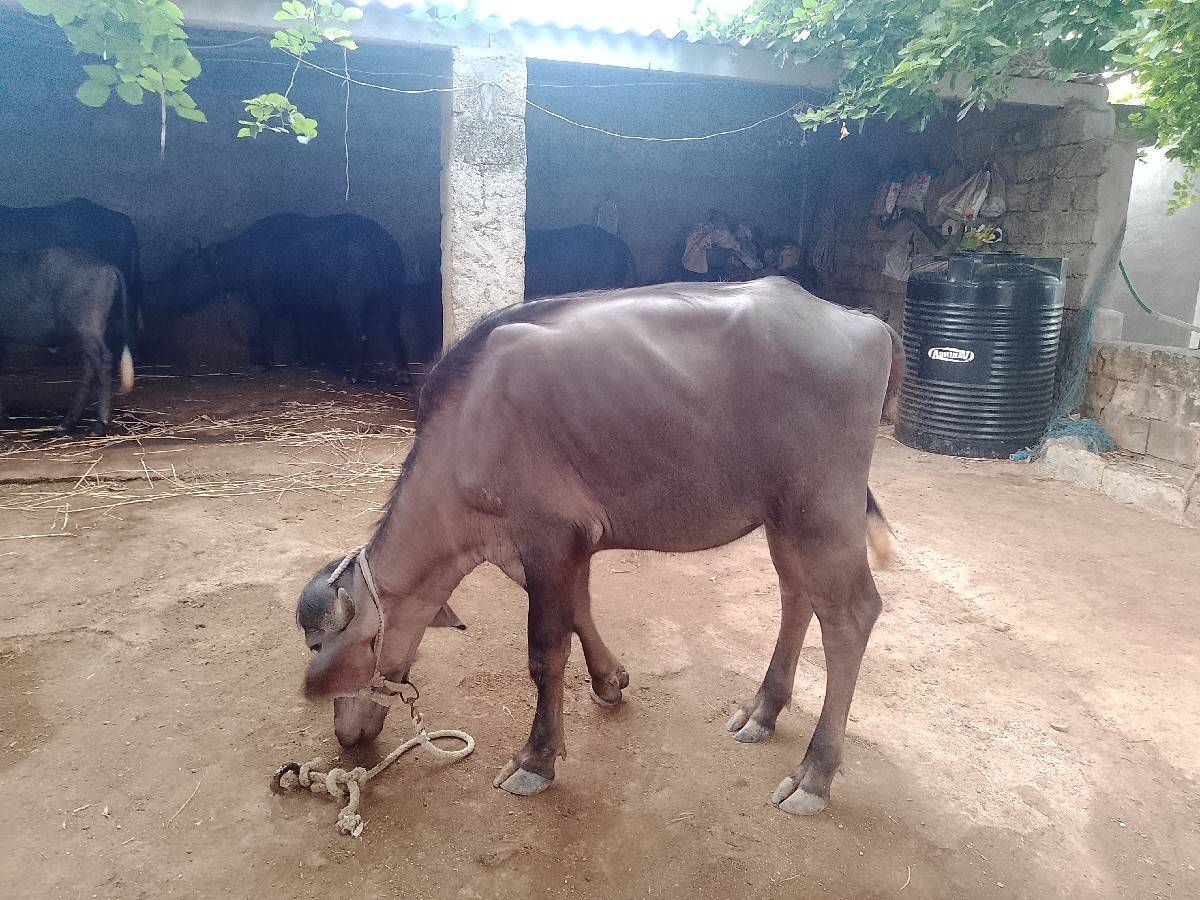 ખડેલી વેચવા ની છે
