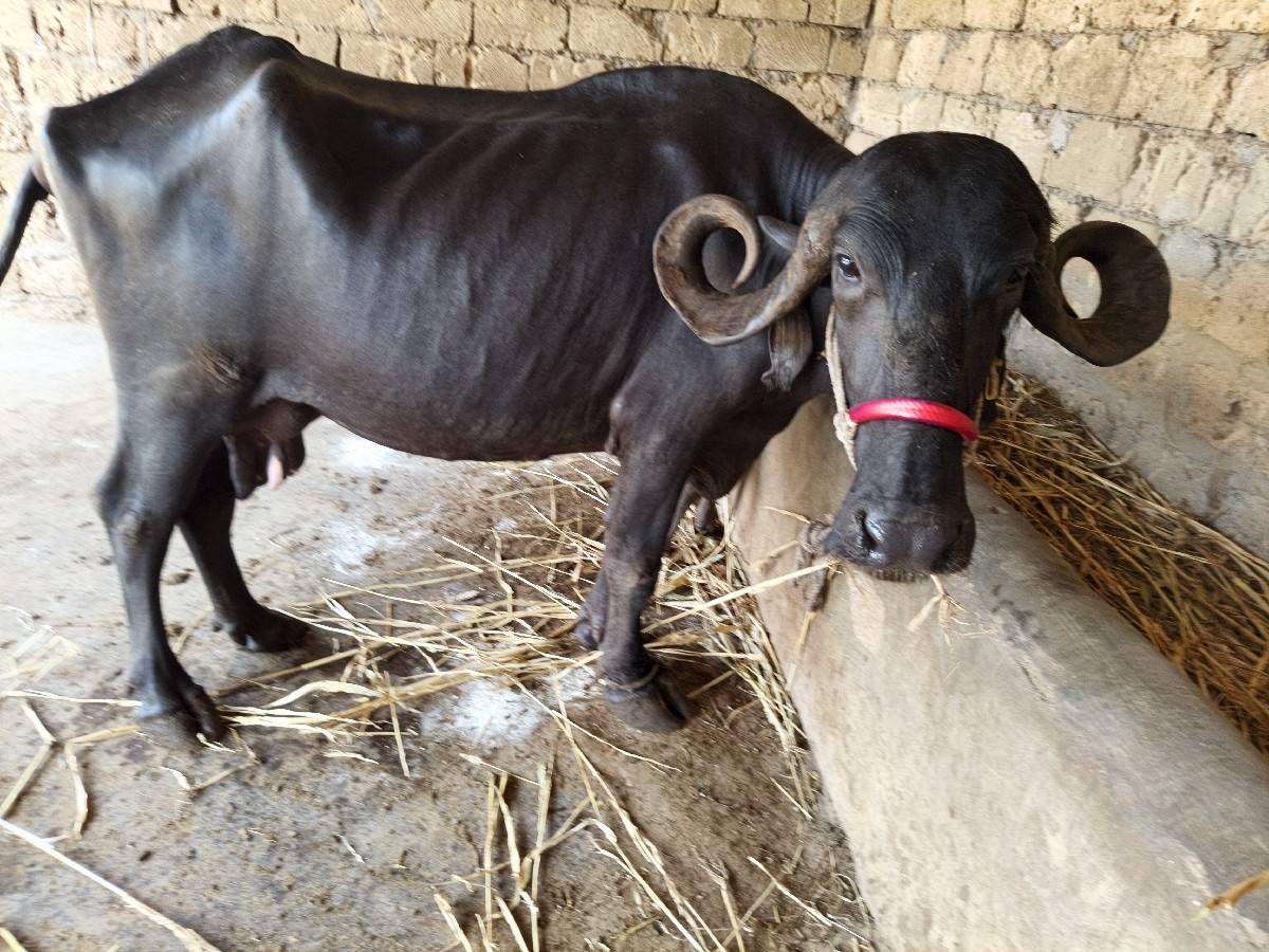 6લિટર દૂધ બાર દિવસની