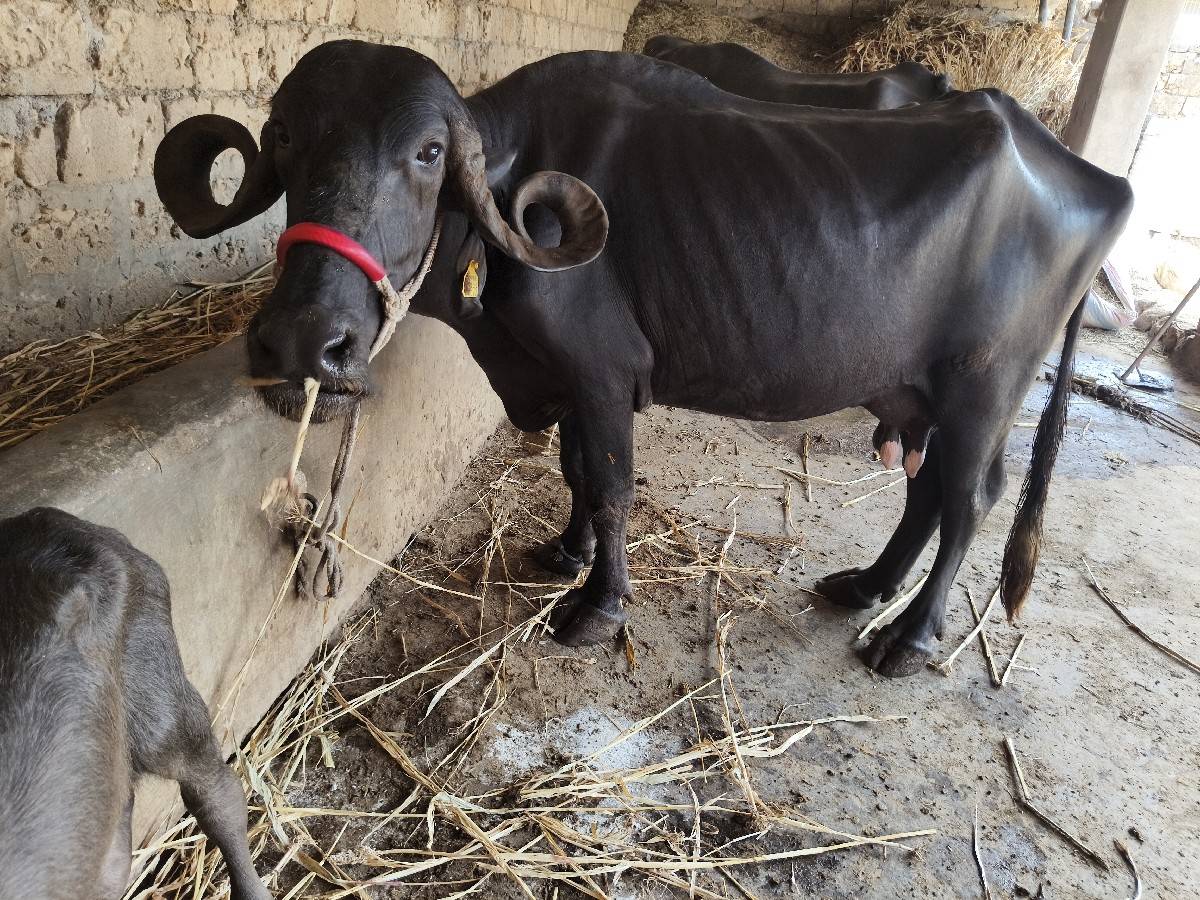 6લિટર દૂધ બાર દિવસની