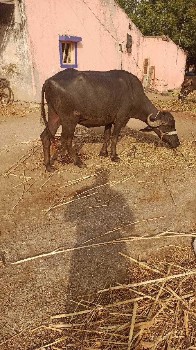 1 લુ વેતર