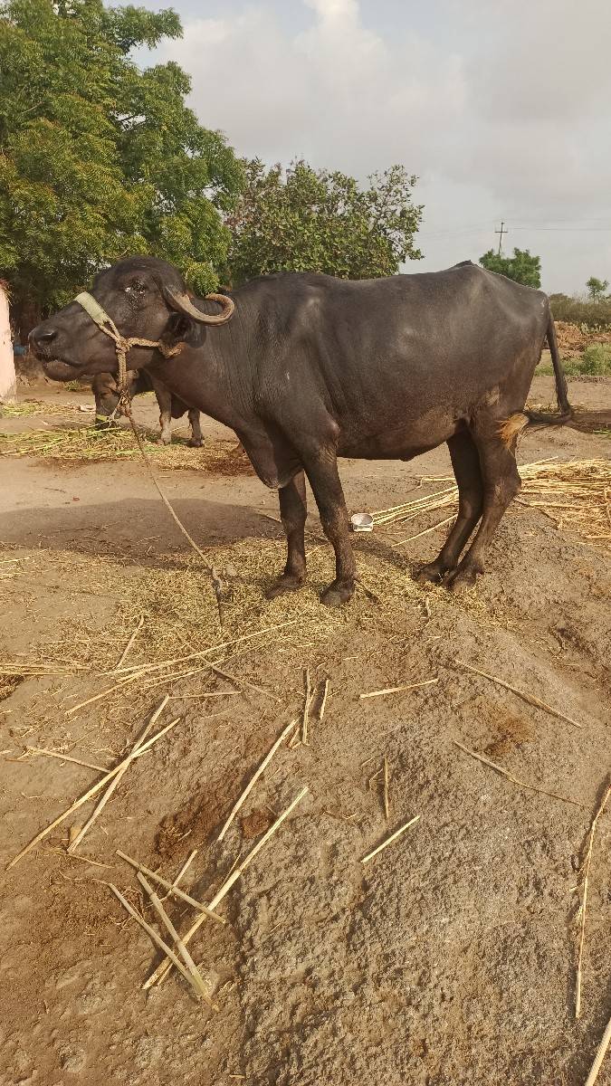 1 લુ વેતર